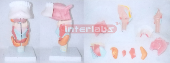 MIDDLE MAGNIFIED LARYNX WITH TONGUE& FRONT HALF MANENT